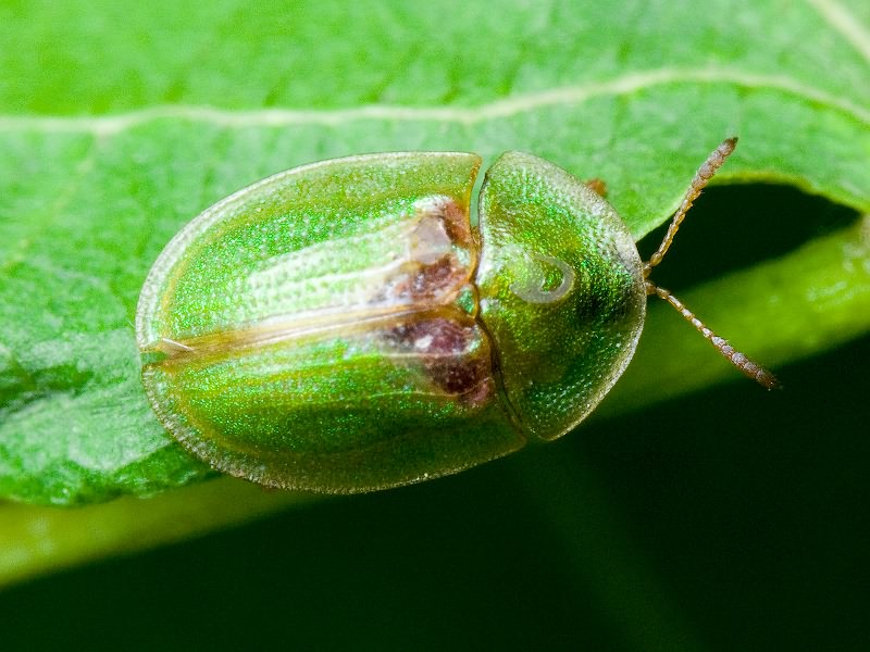 Cassida (Cassida) sanguinolenta O.F. Müller, 1776
